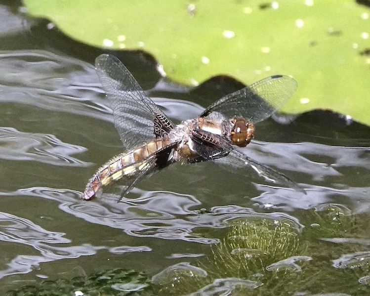 broad-bodied chaser